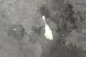 鸡拉白色粪便是什么病？鸡拉白水便用什么药？图片