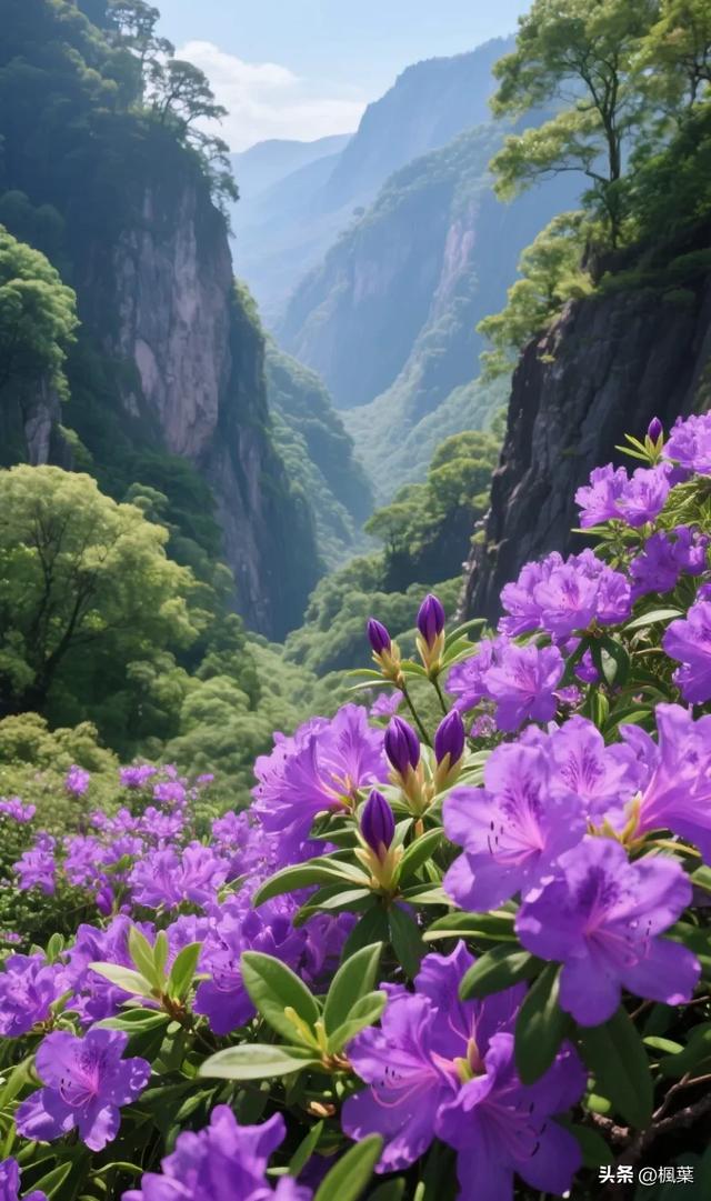紫色杜鹃花盛开，山谷里独特的风景。