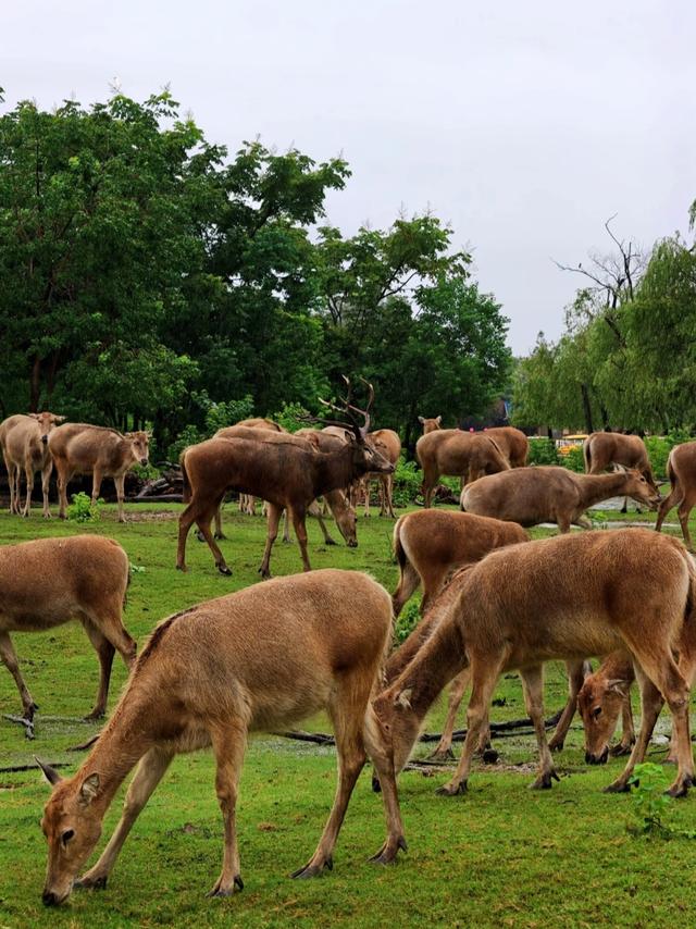 杭州没想到，南京没想到，如今的中国盐城，已成为全国焦点