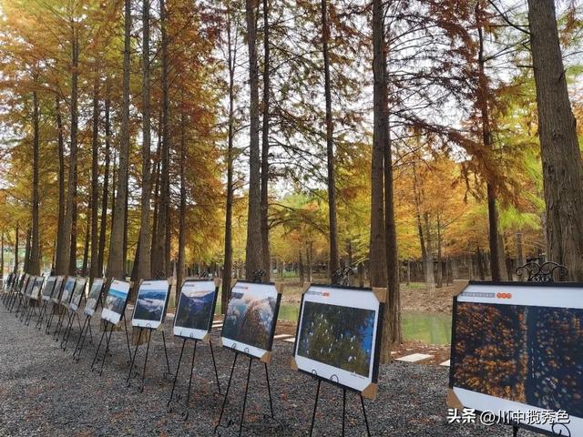 宁国红杉林：观赏指数Ⅱ级！