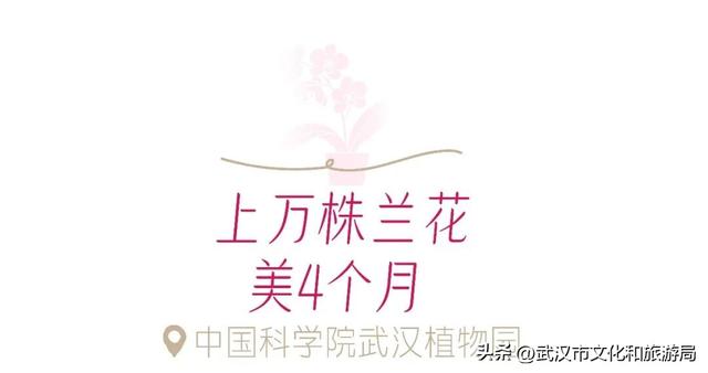 万株兰花盛放，2026赏花季，来了！