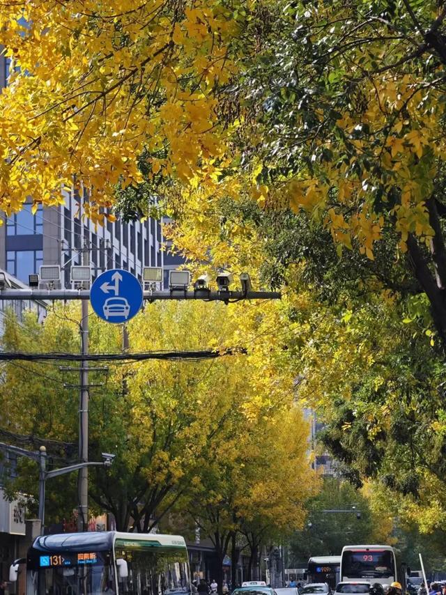 秋日限定｜“落叶不扫”模式开启，44条景观道观赏指南请收藏！