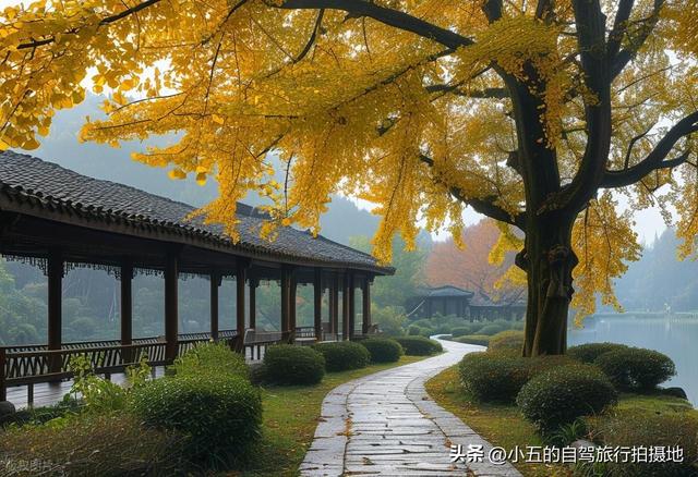 富阳秋季自驾攻略：66KM 赏银杏乌桕，2025 杏会路线全落地