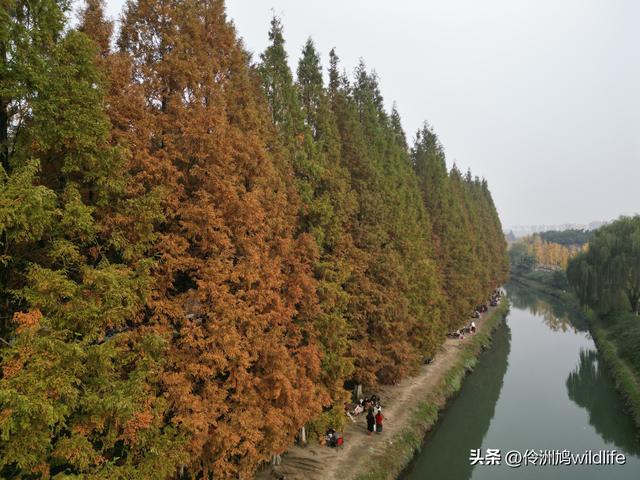 成都徒步（71）·昭觉寺银杏&升仙湖水杉