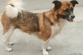 狗狗和人可以共情吗？有各种对立说法，但我信可以共情!图片