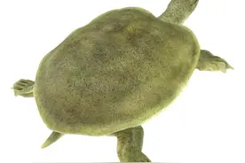 甲鱼裙边的营养价值是什么图片