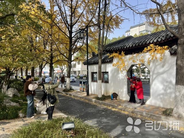 银杏打卡装置亮相，苏州“网红街”吸引力再升级