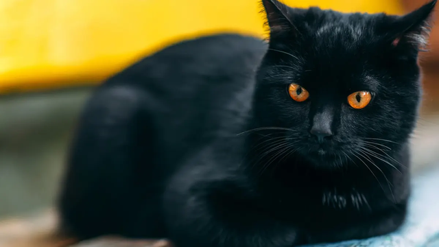 颠覆旧识：家猫并非随农夫北上，基因研究揭示两千年前北非身世