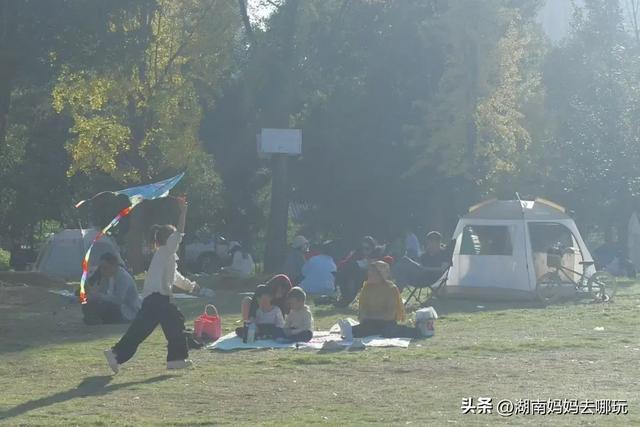 藏不住了!望城这片小众银杏秘境已到最佳观赏期,还能露营、骑行、摘果子