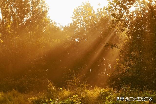 “上午处暑凉嗖嗖，下午处暑热得哭”，今年处暑在几点？答案来了