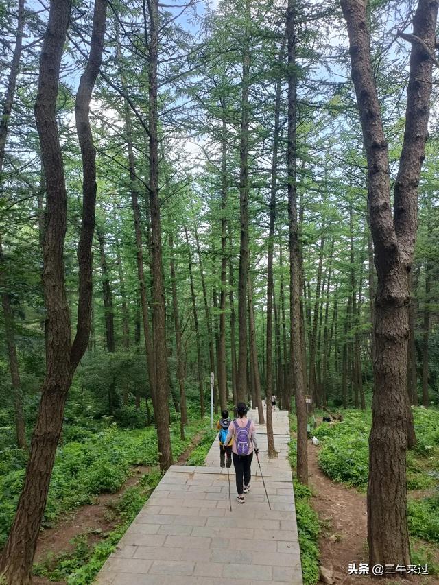 无为在歧路，避暑去鲁山