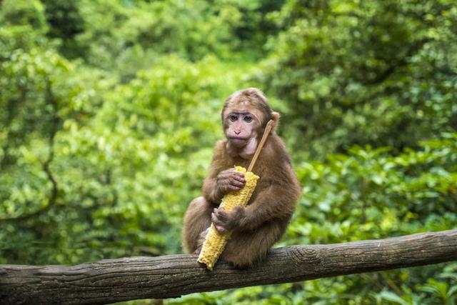 青山如黛，锦绣峨眉——峨眉山旅游攻略