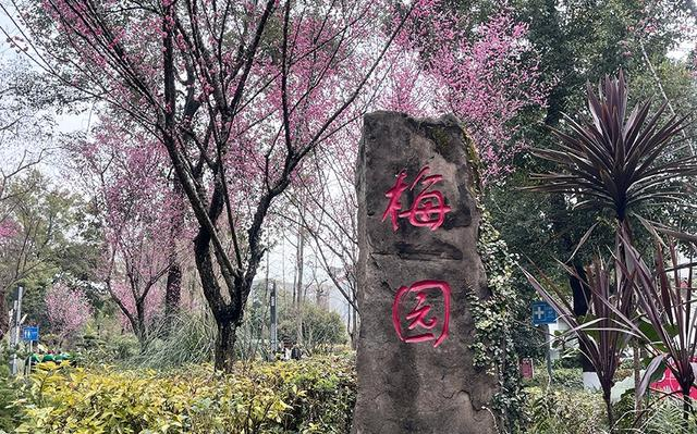 成都市内最美红梅观赏地，1000米梅花长廊，堪称性价比之王！