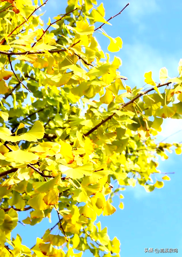 银杏染秋——九峰的金色童话