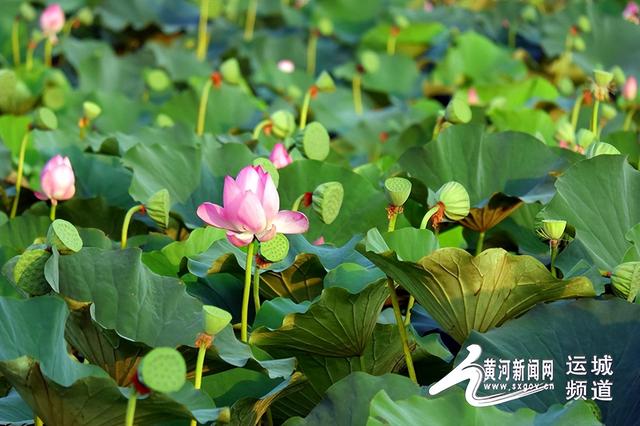 运城夏夜：在琴声、荷风与合唱中慢行