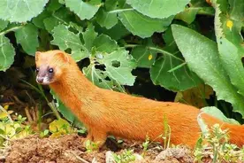 蒙阳消夏故事会系列文章之八： 蒙山黄鼠狼趣事 作者：郭东昌图片