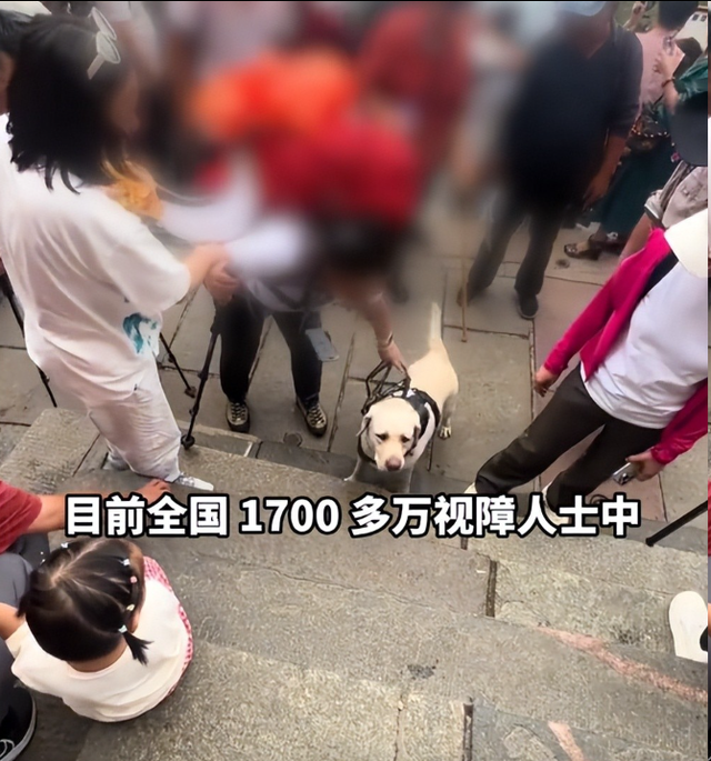 带导盲犬爬泰山的夫妻被网友批评，导盲犬芬迪看着非常累