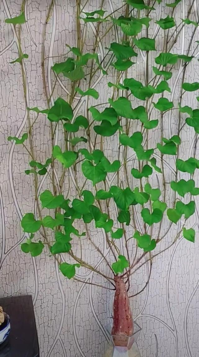 陕西一男子，晒“客厅红薯瀑布”走红，网友：我以为是塑料装饰品