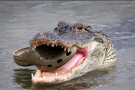 男人救下被袭击鳄鱼，痊愈后放生，结果就隔一天竟发生意外图片