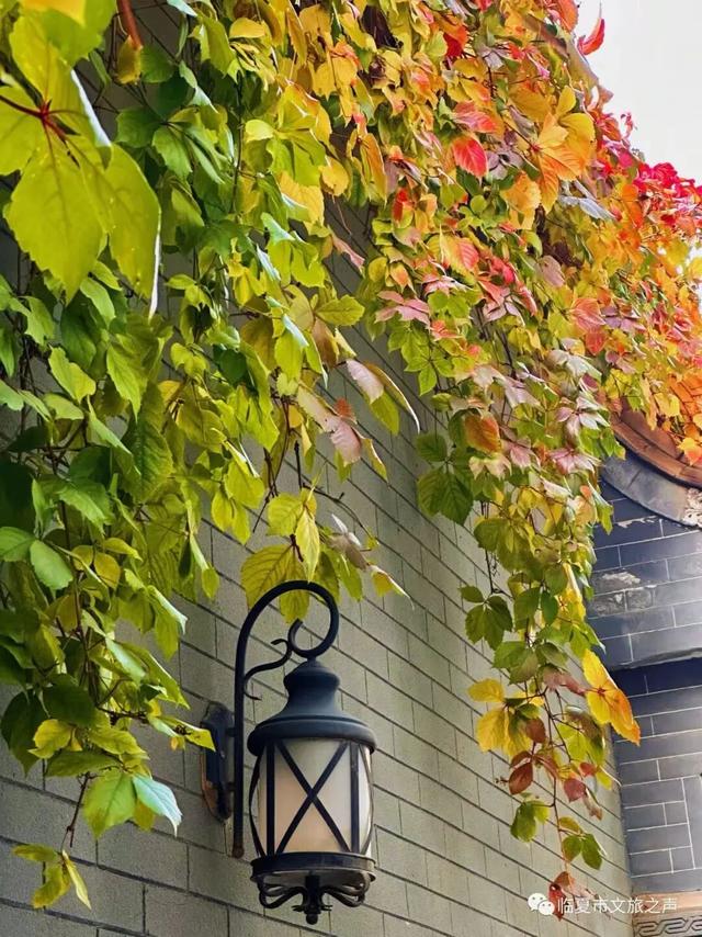 临夏秋日：在暖阳里邂逅街巷与公园的诗意