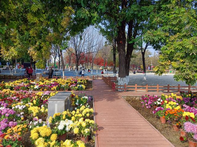 包头黑马达茂旗：昆都仑没预料，固阳没料到，今成全国焦点