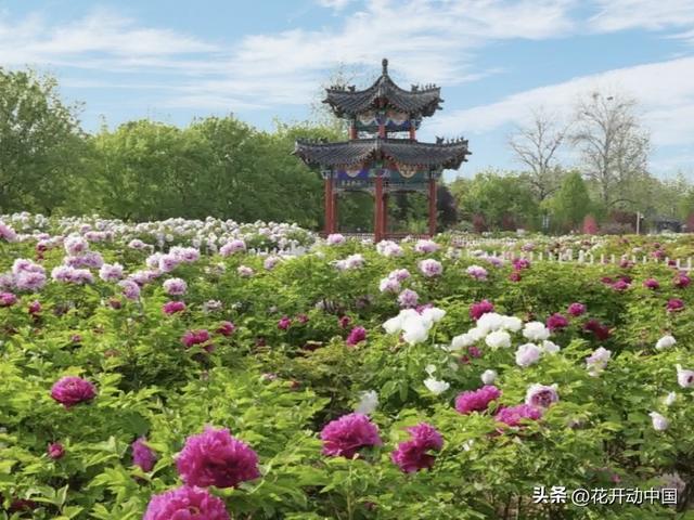 世界上最大牡丹园藏在中国 品种比你想象的多100倍