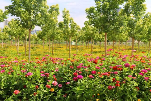 【白银文旅】百日菊盛放铜城，邂逅初秋“花”样浪漫