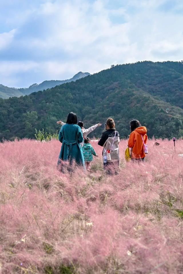拿捏秋日氛围感？济南这些免费花海，教你轻松圈“粉”！