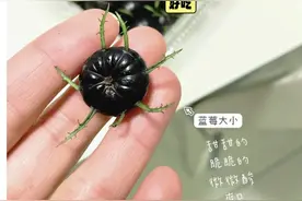 长着一圈“蜘蛛腿”？云南产的这种水果火了！不过……图片