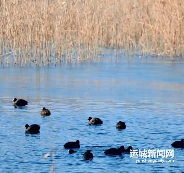 来，到运城“小橘子洲头”走走！