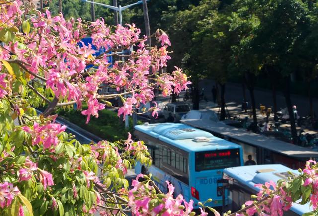 这是冬天？厦门暖冬花花花花花花样缤纷~