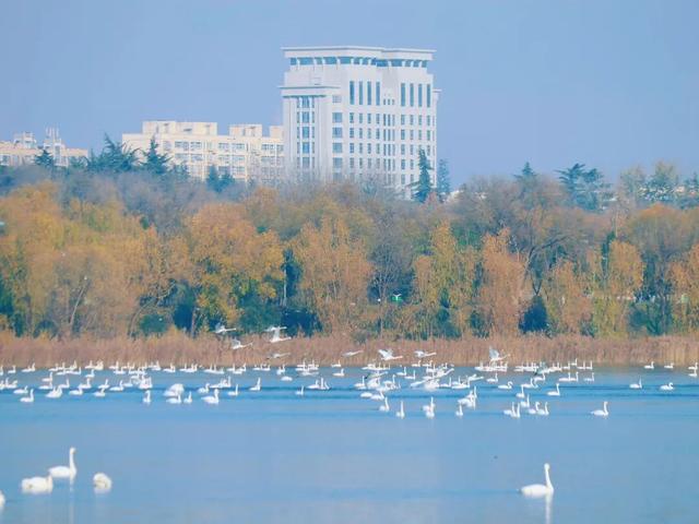天鹅湖冬日最灵动的乐章：天鹅悠然游弋，红嘴鸥凌空飞舞