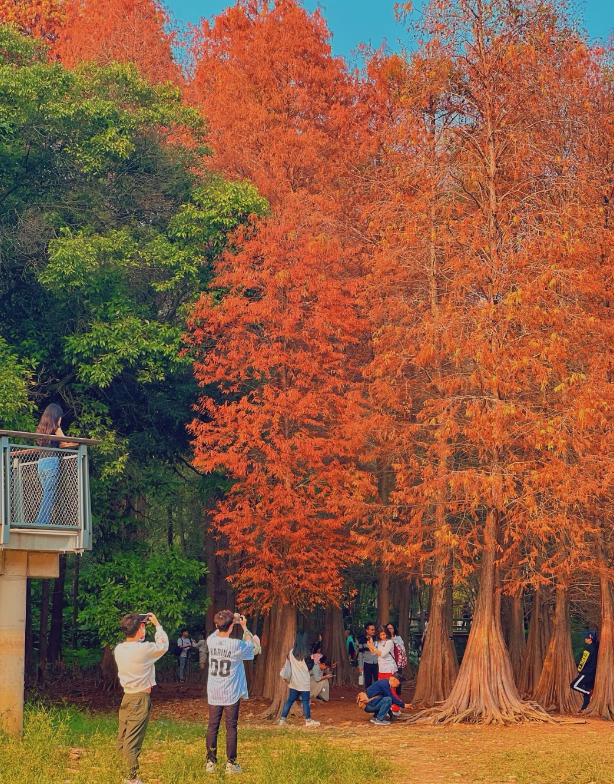 广东今日宜洗晒！落羽杉已换装，秋冬大片等你开机丨温度记