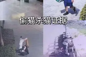 南京某国企员工偷进高校虐猫，12只猫失踪，一只折断脖颈死亡图片