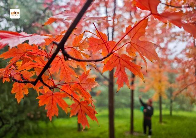 古城与秋叶的交响