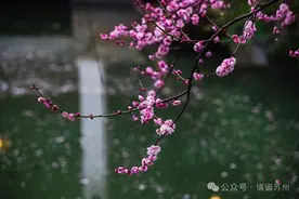 苏州春日赏花攻略来了！抓紧干活，天暖和了就出去玩图片