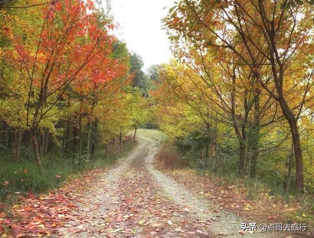 成都都江堰最冷门彩林，免费开放，山野中的惊艳，公交车可达！