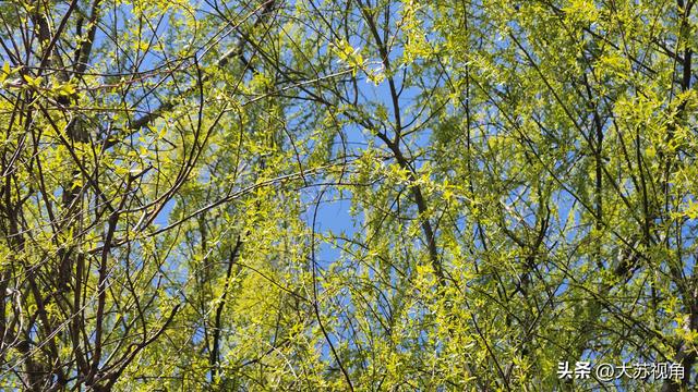 江苏今天飙到20℃明天就暴跌，连下几天雨！春捂攻略必看