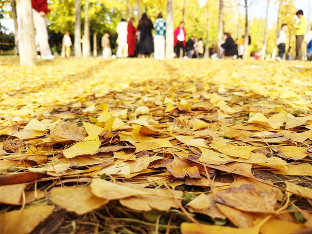 西安周末游丨这8个免费赏银杏叶好去处