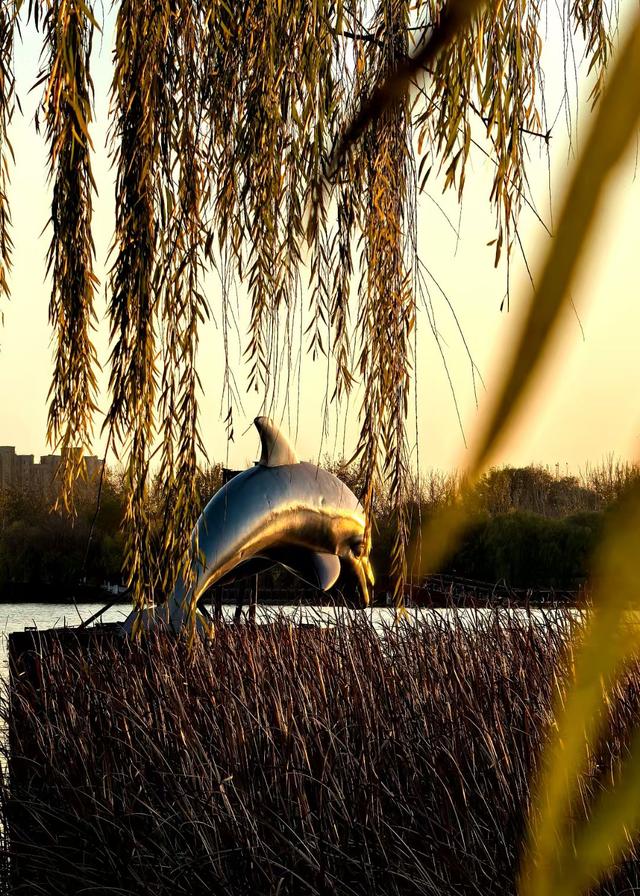朝看芦苇夕望鸟：爱了！鸢都湖一天最美的两个时刻