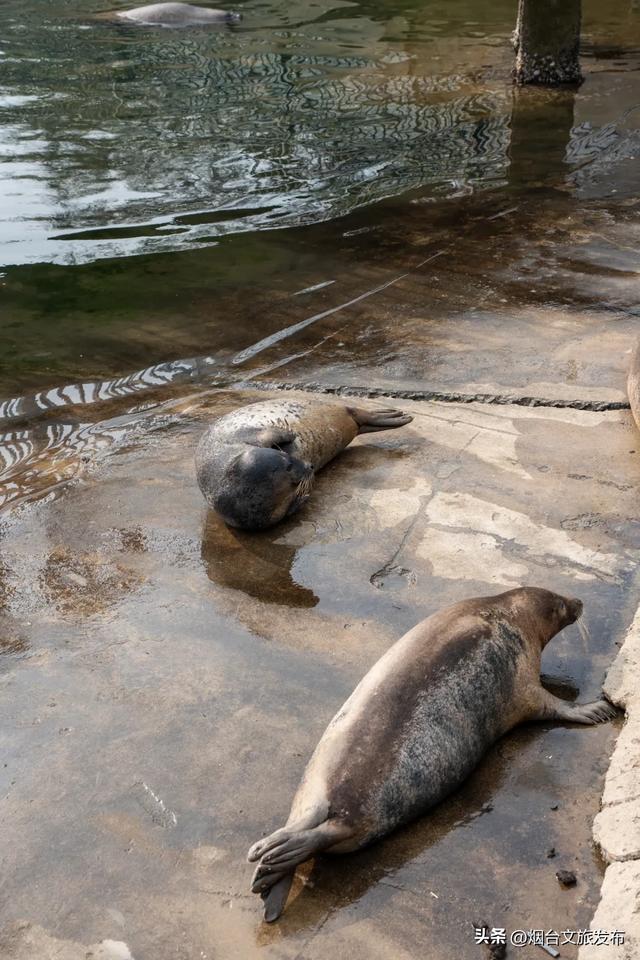 周末好去处丨人少免费！烟台小众公园美疯了