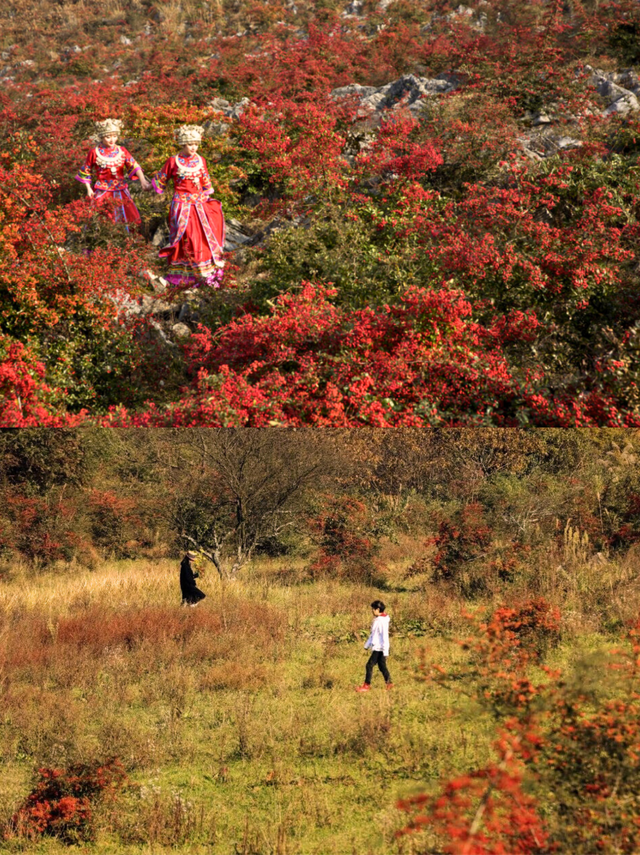 千野草场火棘红妆限定！📸随手拍电影感，冲！