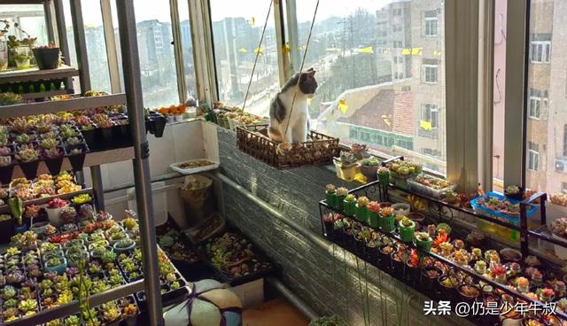 妹子因为猫破坏多肉决定弃养了，网友刚想开骂，看完后笑出了声哈