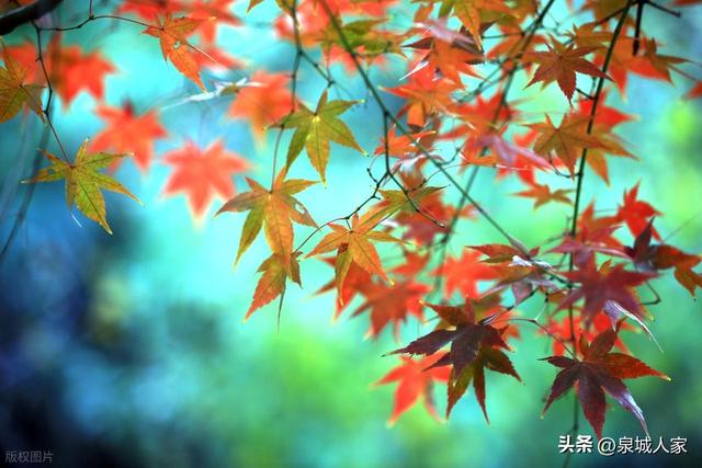 大雪——冬季第三个节气