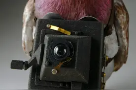 消失五年后，我的鸽子成了人造间谍…图片