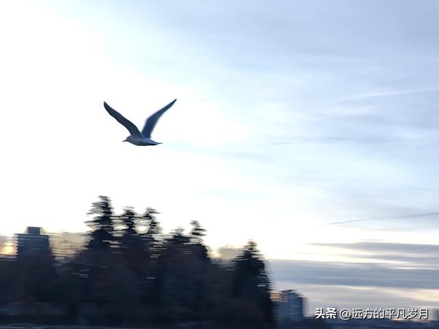 温哥华游记（四）