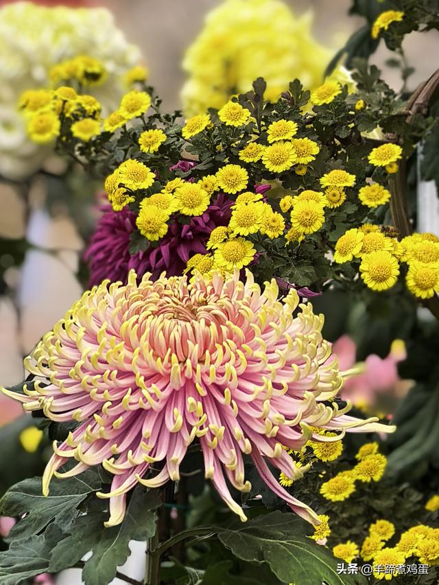 秋风独宠一园菊，晚来香艳出樊篱——北京北海公园2025年菊花展