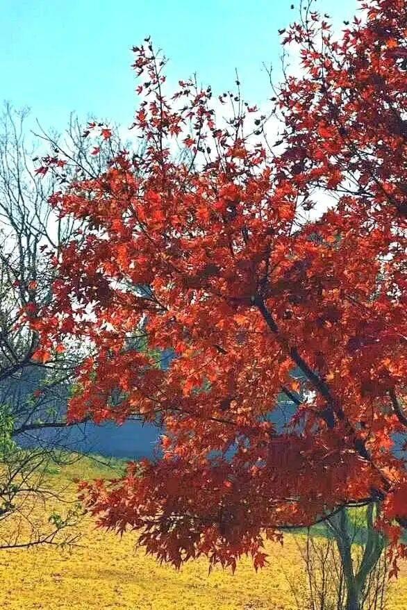 “植愈力”满分！金坛茅山秋冬植物大赏~