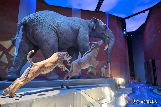 霸王龙化石，月球岩石...阿布扎比自然历史博物馆在11月22日开放