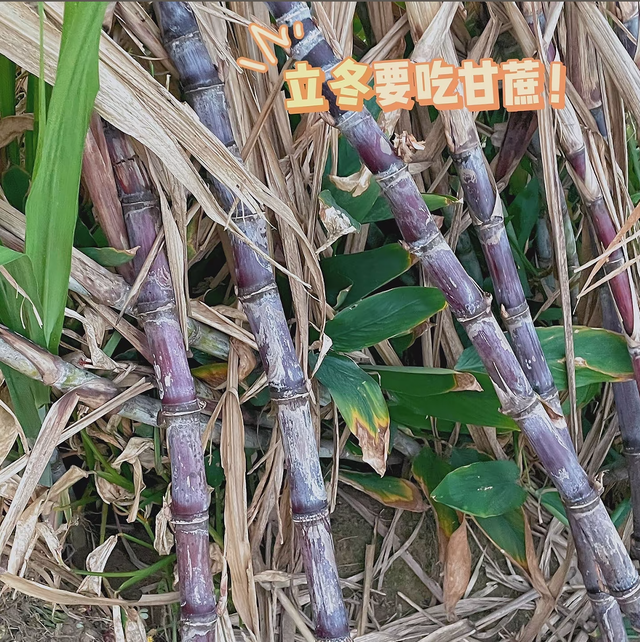 “上午立冬大雪封门，下午立冬单衣过冬”，今年立冬准不准呢？